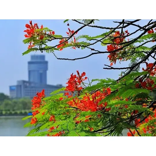 Royal Poinciana heyrətamiz tropik mənzərələri necə yaradır?