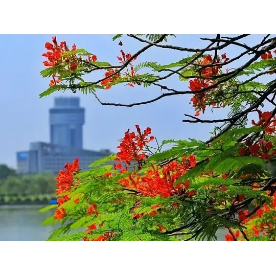Niyə konteynerdə yetişdirilən Royal Poinciana Laynerləri Landşaft Uğurunu Maksimallaşdırır?