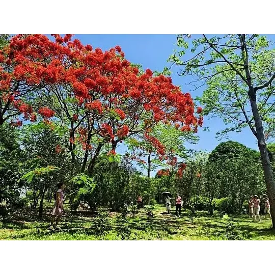 Potted Royal Poinciana ağacları bitki topdan satıcıları üçün bazarı necə genişləndirir?