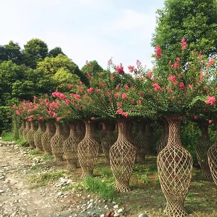 Crape Myrtle Street ağacları