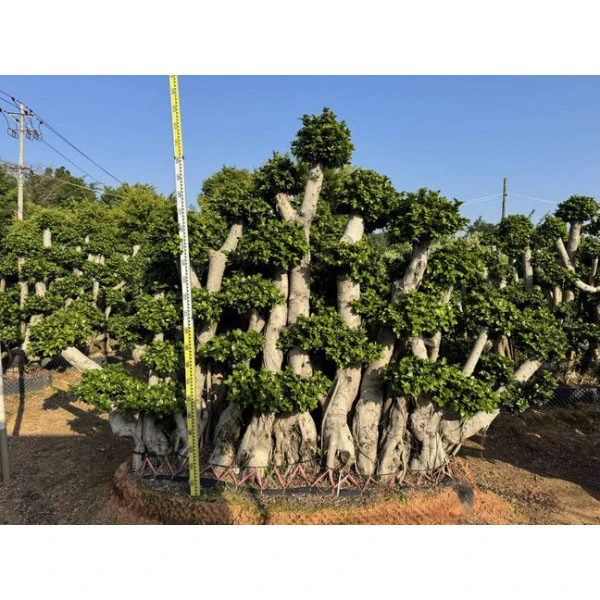 Ficus Microcarpa Bonsai ağacı