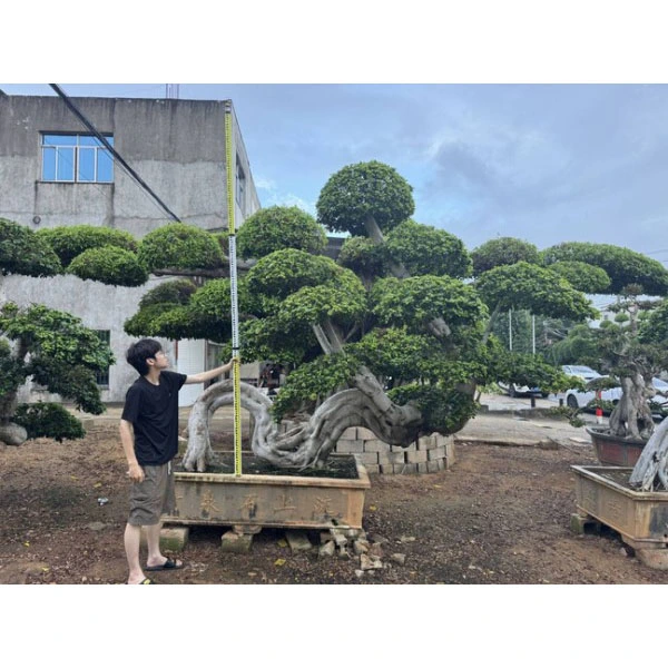 Ficus Microcarpa Bonsai ağacı