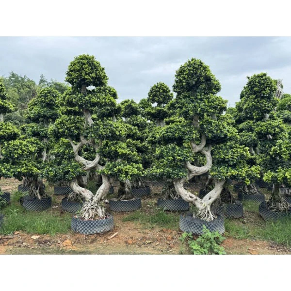 Ficus Microcarpa küçəsi ağacları