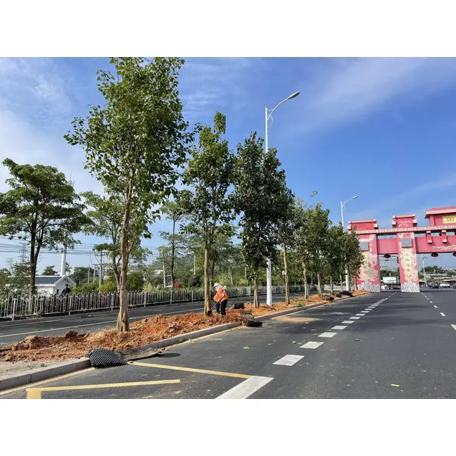 Ficus Religiosa Küçə Ağacları
