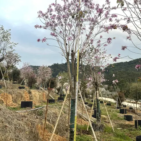 Pink Orchid Street Trees