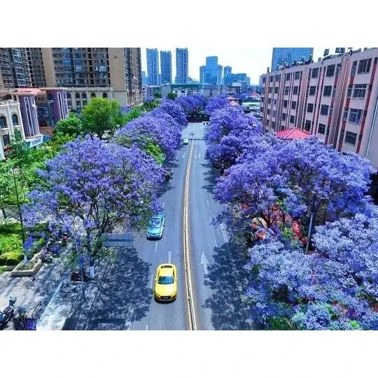 Jacaranda Bonsai ağacı