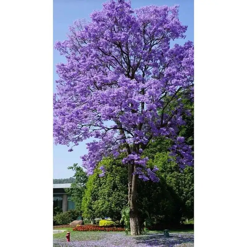 Jacaranda küçəsi ağacları