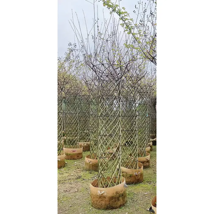 Nümunə Krep Myrtle Ağacı