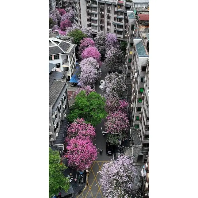 Çəhrayı səhləb ağacının nümunəsi