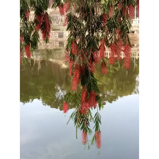 Ağlayan Şüşə Fırçası Küçə Ağacları
